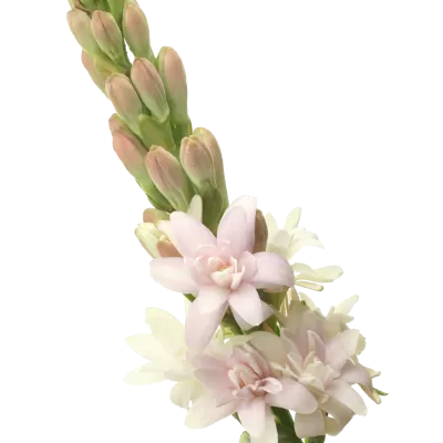 Polianthes Elle Pink