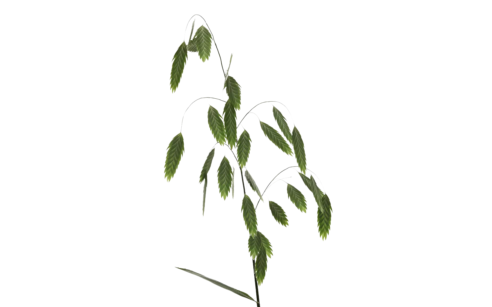 Chasmanthium Latifolium 'Mantis'