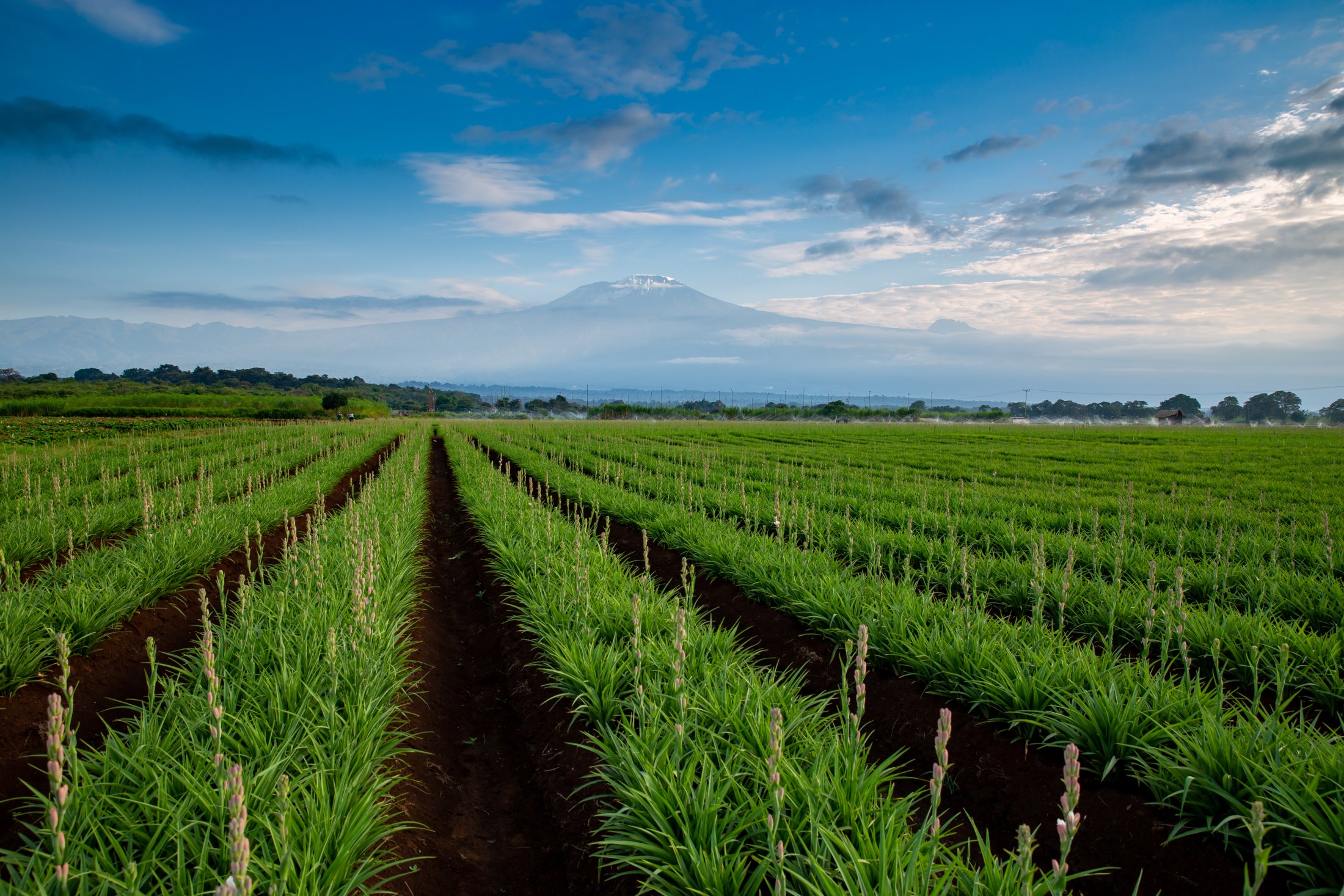 Bondeni Machame - Partnerfarm Marginpar