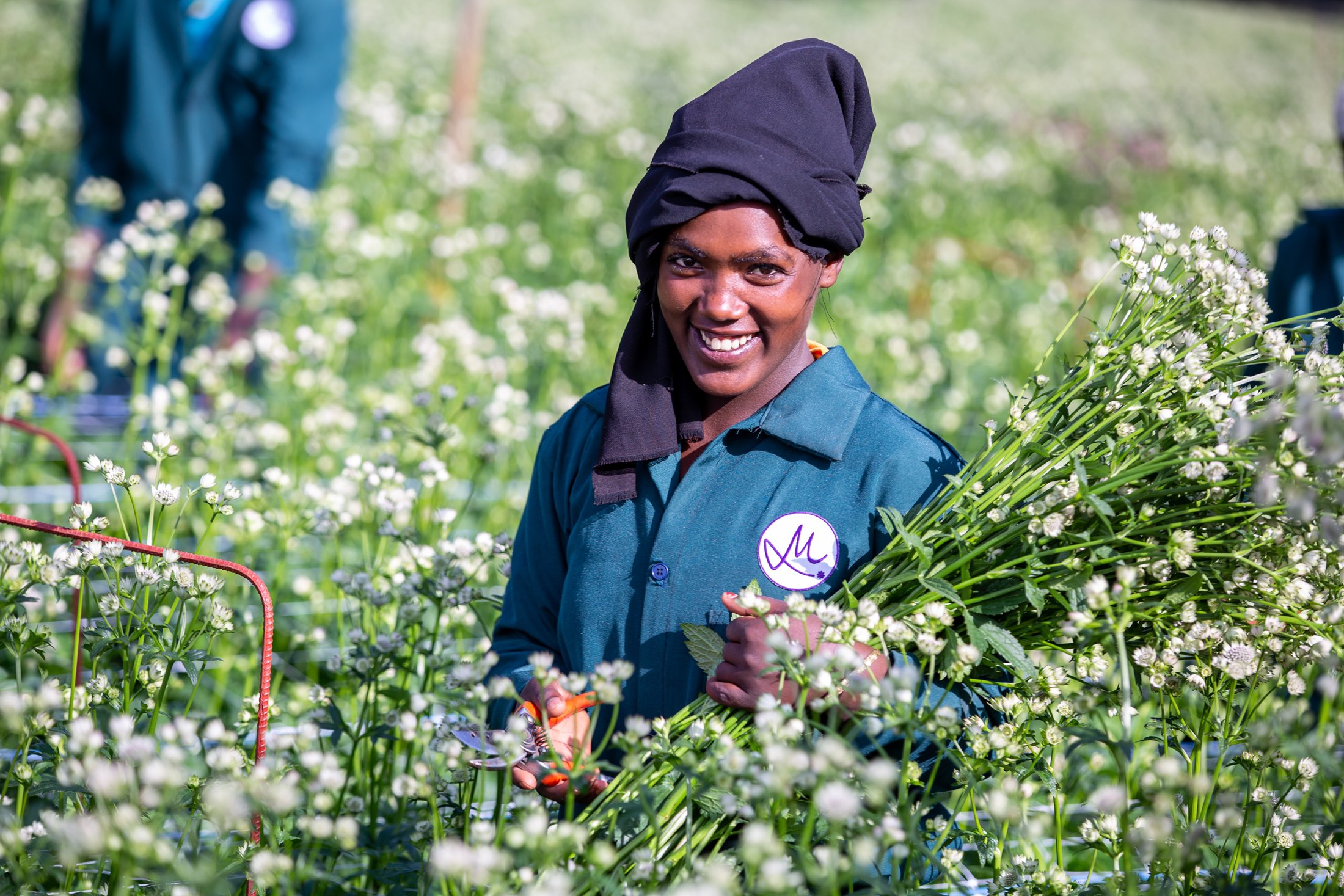 Marginpar Ethiopia Farm - Astrantia Billion Star