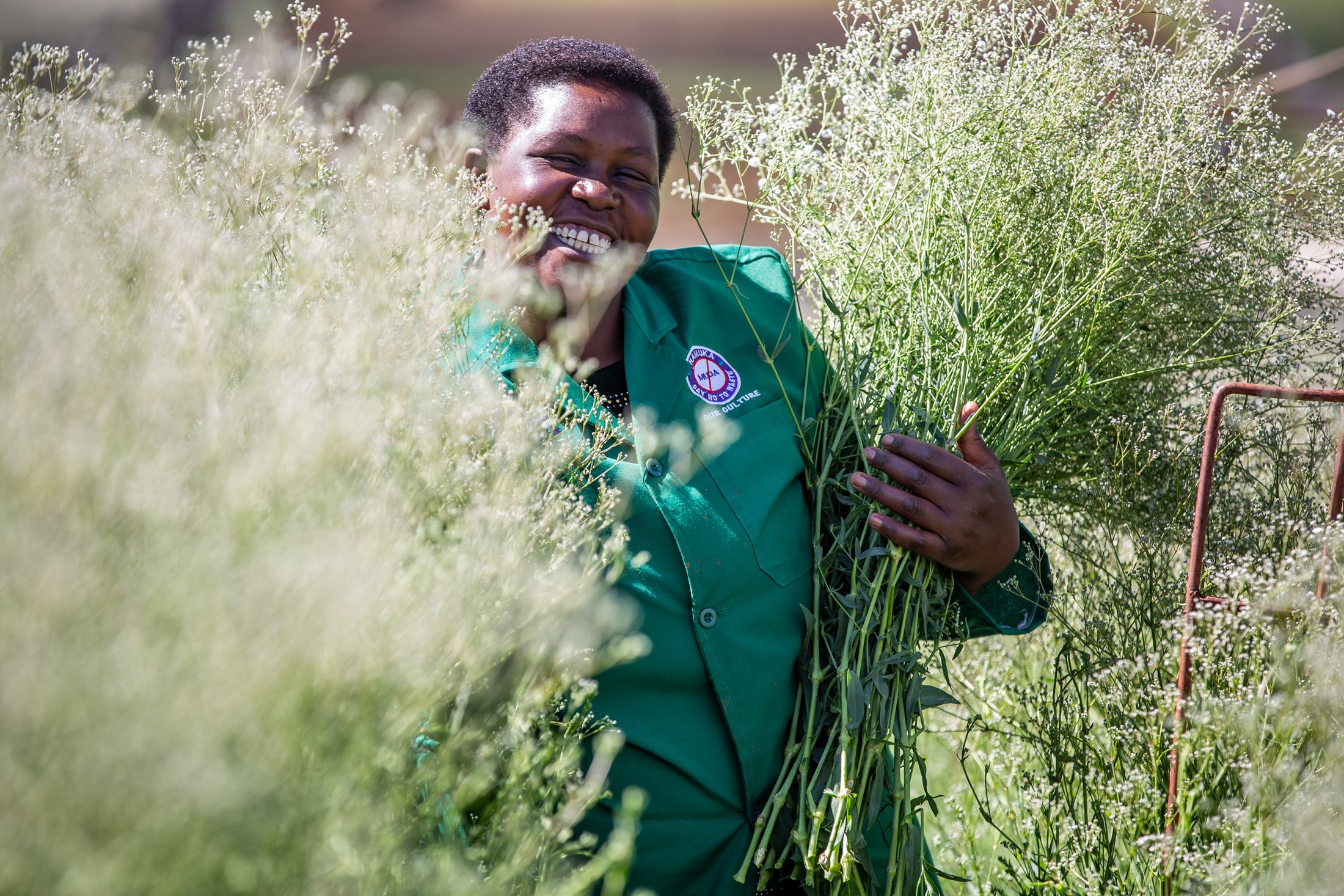 Marginpar Kudenga Farm - Gypsophila