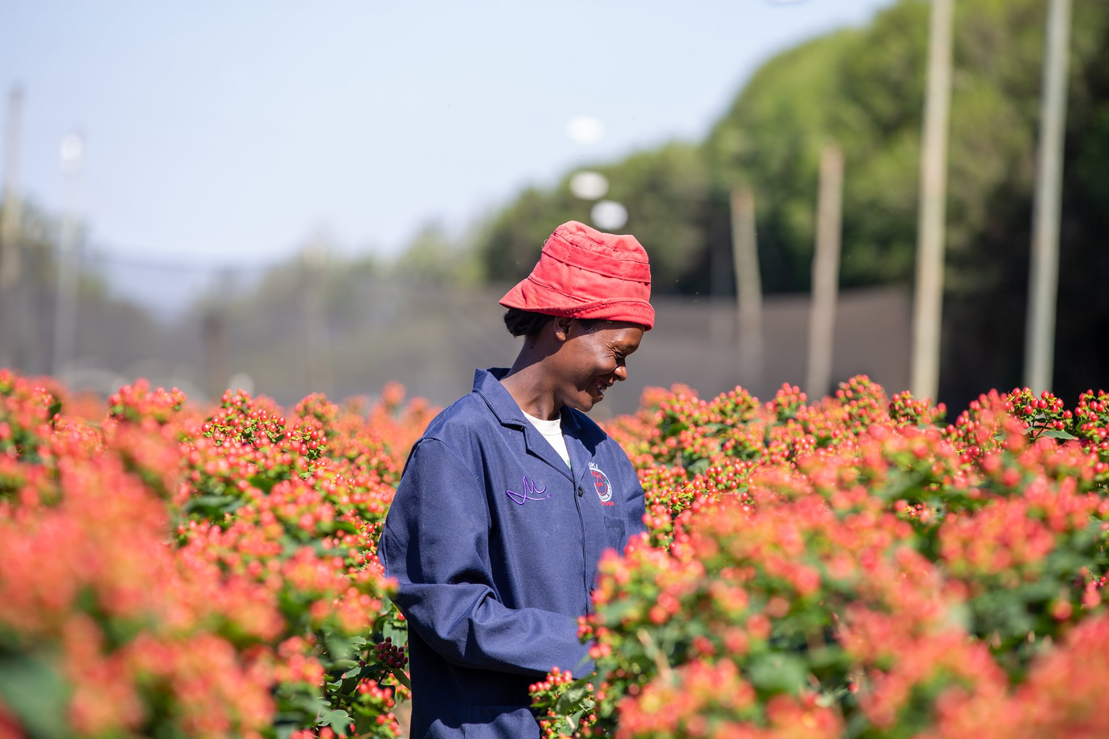 Marginpar Kariki Naivasha Farm - Hypericum