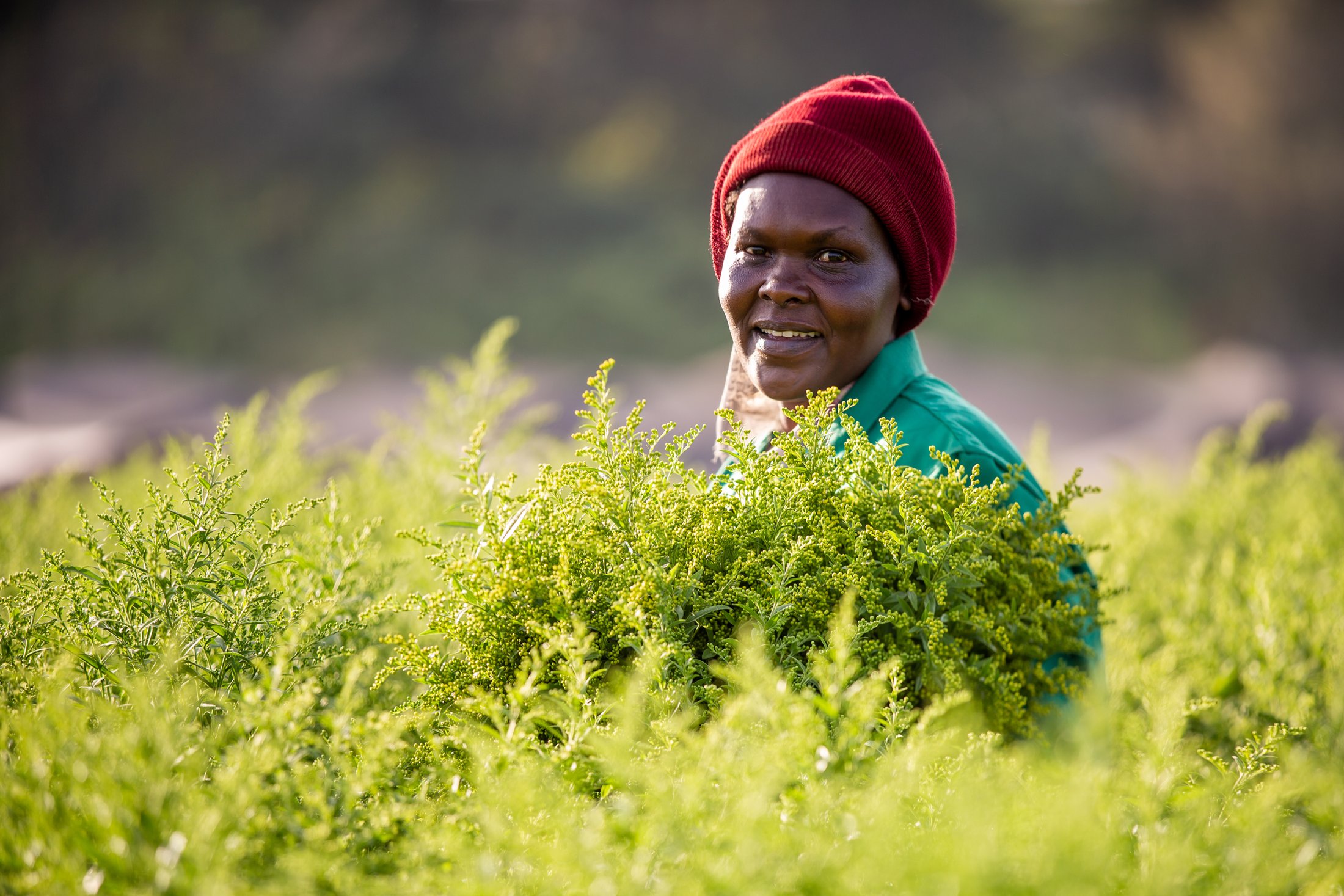 Marginpar ST Farm - Solidago