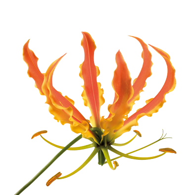 Gloriosa superba Simba Fifty Shades 