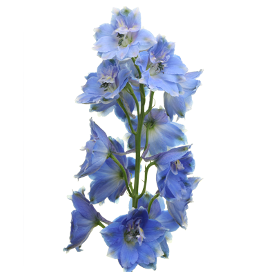 Delphinium Blue Donna