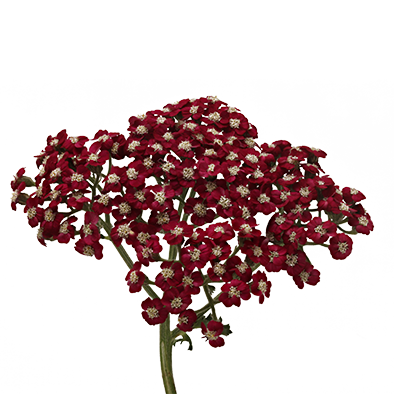 Achillea Neonglow Ember