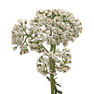 Achillea Neonglow Moon