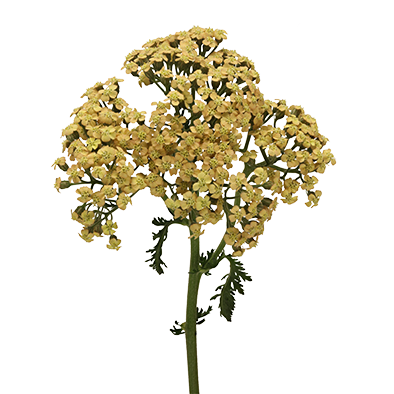 Achillea Neonglow Saffron