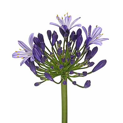 Agapanthus Eyfori Blue