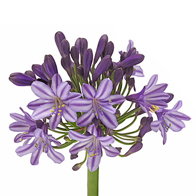 Agapanthe Poppin' Star