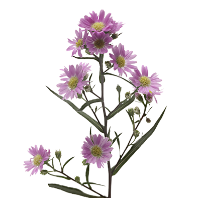Aster Teeny Tiny Pink