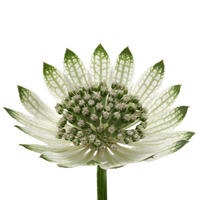 Astrantia Billion Star XL