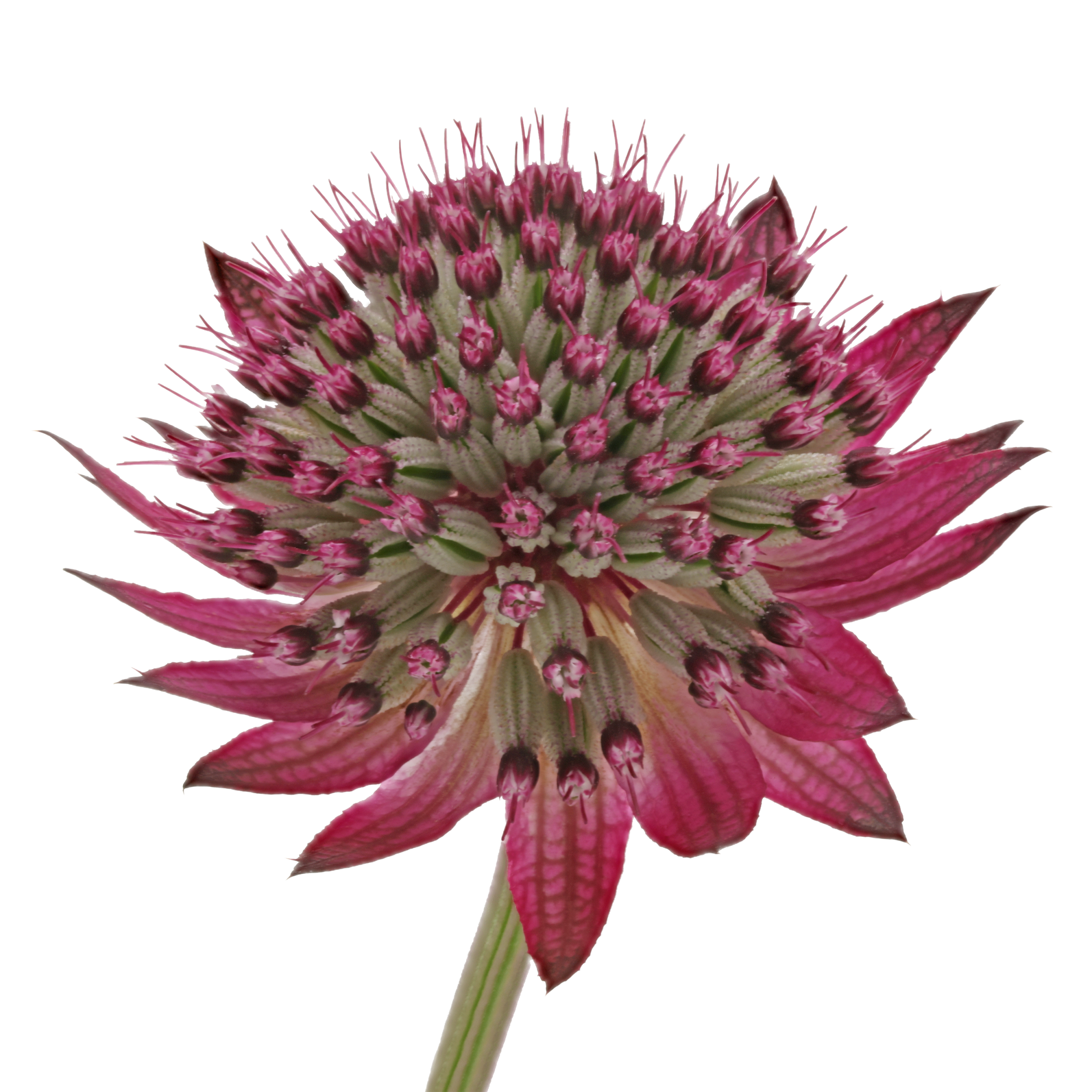 Astrantia Star® of Desire