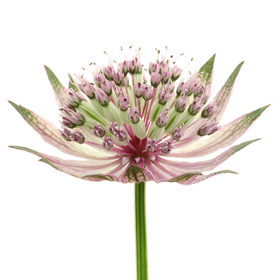 Astrantia Star® of Africa