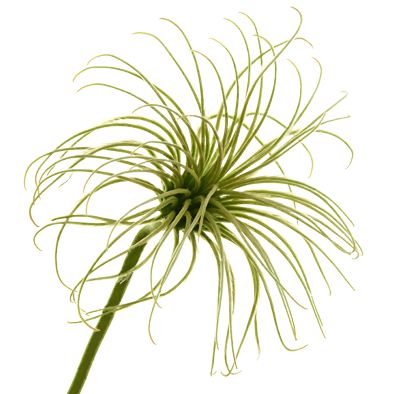 Clematis Amazing® Kibo