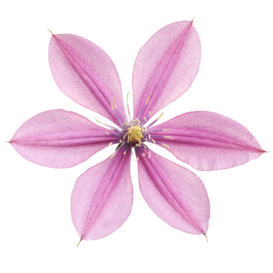 Clematis Amazing® Tokyo