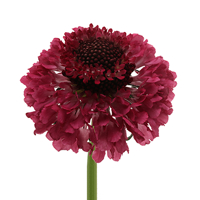 Scabiosa Dark Cherry Scoop®