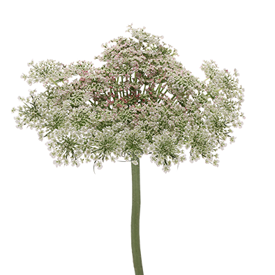 Daucus Carota Dara