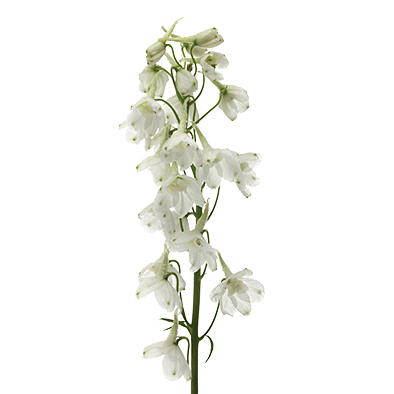 Delphinium Andes White