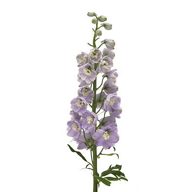 Delphinium Triton Lavender