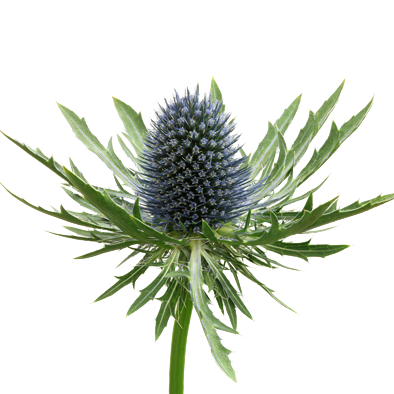 Eryngium Aquarius Questar®