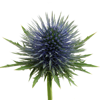 Eryngium Magnetar Questar®