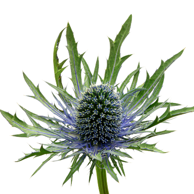 Eryngium Orion Questar®