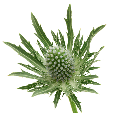 Eryngium Sirius Questar®