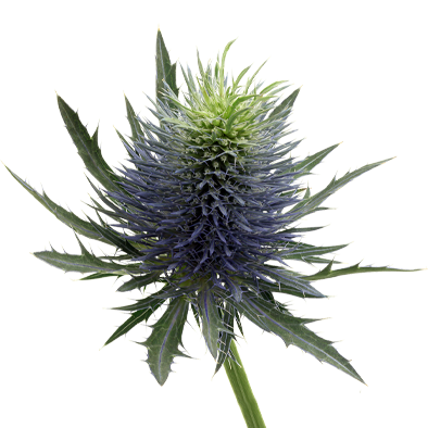 Eryngium Supernova Questar®