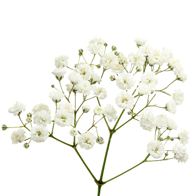 Gypsophila Xlence®