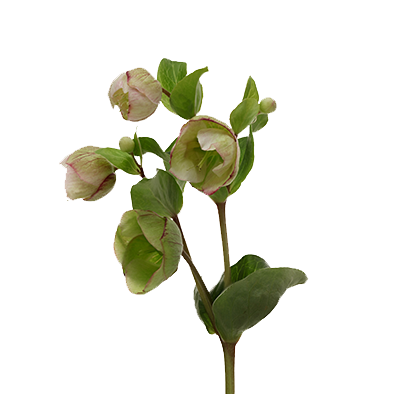 Helleborus Bella Belles - Marginpar