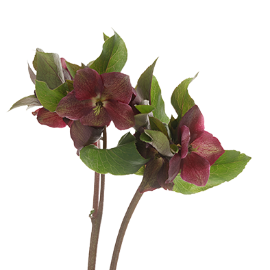 Helleborus Mammoth Red