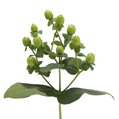 Hypericum Sisu Encanto