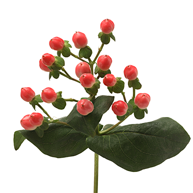 Hypericum Sisu Coqueteo