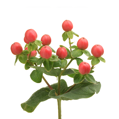 Hypericum Tomato Flair®