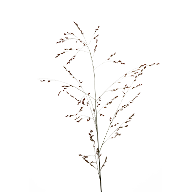 Panicum Warrior