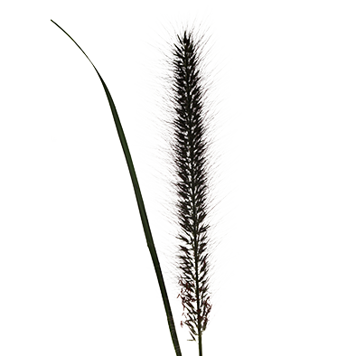 Pennisetum Black Fox