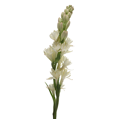 Polianthes Elvy Ivory