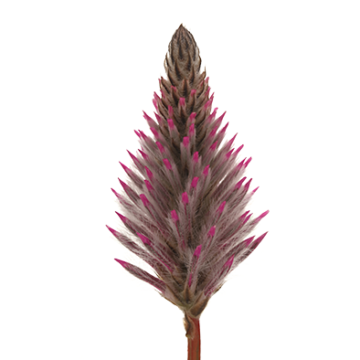Ptilotus Matilda