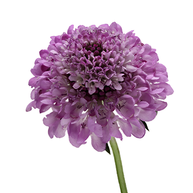 Scabiosa Virtuoso Saura