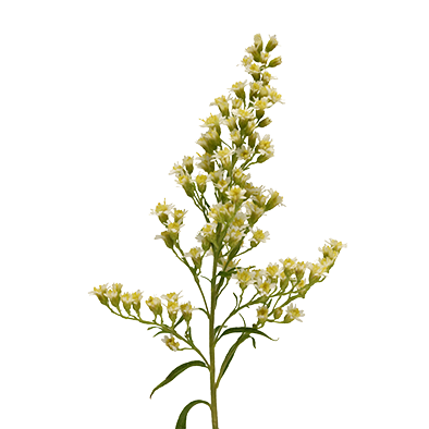 Solidago Carzan Moonlight