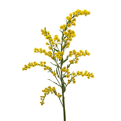 Solidago Taramba