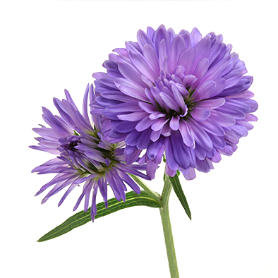 Aster Dark Milka 