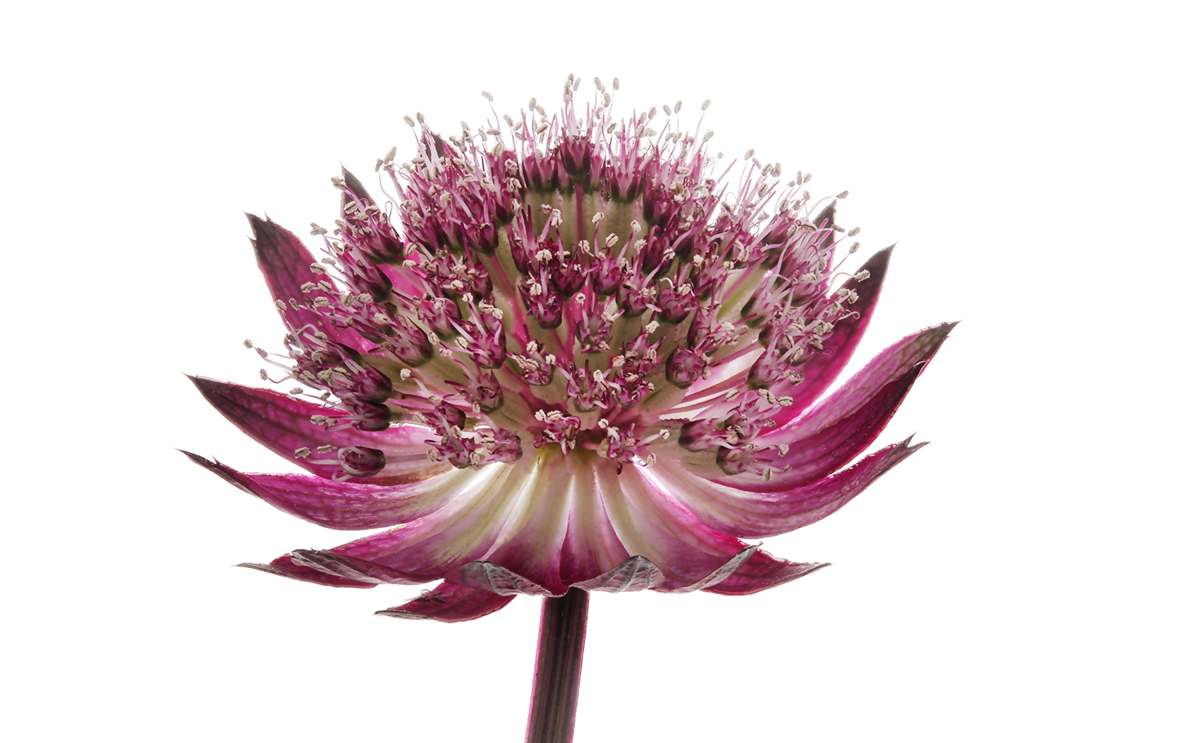 Astrantia ROMA срезка