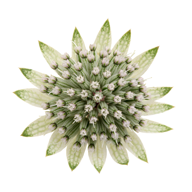 Astrantia Billion Star®