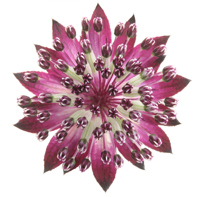 Astrantia Star® of Love