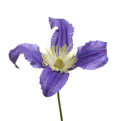 Clematis Amazing® Blue Pirouette