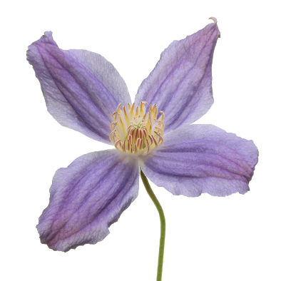 Clematis Amazing® Geneva