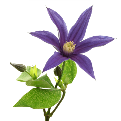 Clematis Amazing® Oslo