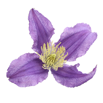 Clematis Amazing® Rome